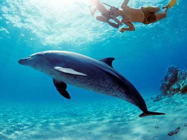 Dolphin House Snorkeling Trip By Boat in Hurghada