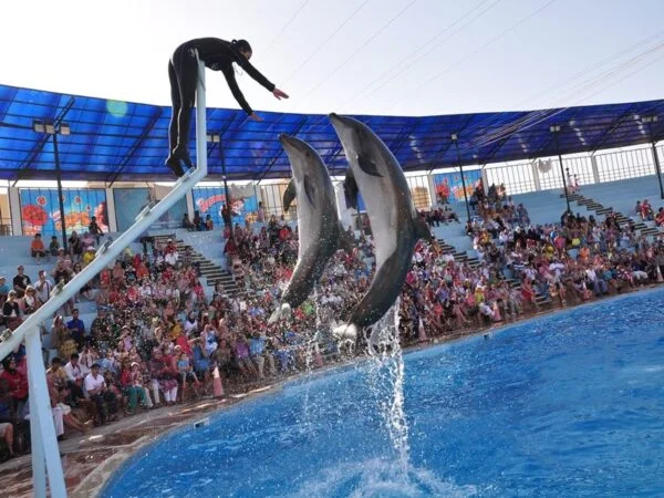Dolphin Show Trip In Sharm El Sheikh